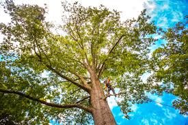 How Our Tree Care Process Works  in  Kinsey, AL